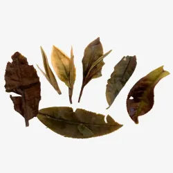 Fuding Bai Mu Dan