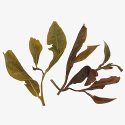 Jin Xuan Mingqian GABA Lu Cha