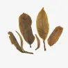 Bing Dao Qiao Mu Sheng Pu'er 2023