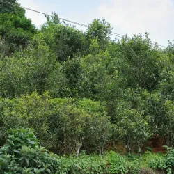 Fa Zhan He 2024 Spring Sheng Pu-Erh