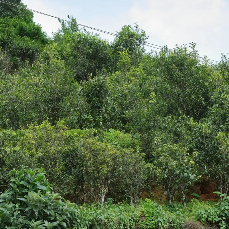 Fa Zhan He 2024 Spring Sheng Pu-Erh