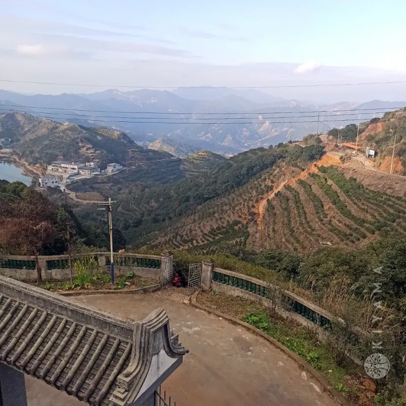 Mi Lan Xiang Fenghuang Dancong Wulong