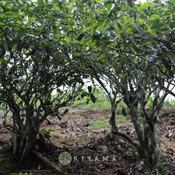 2021 Yiwu Old Liu Family Shu Puerh