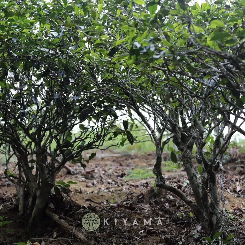 2025 Yiwu Dashu Lapsang Tea of the Old Liu Family Sheng Pu'er