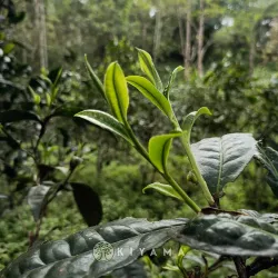2025 Yiwu Lapsang Tea of the Old Liu Family Sheng Pu'er