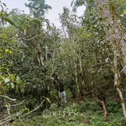 2025 Yiwu Ancient Trees of the Old Liu Family Sheng Puerh