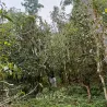 2025 Yiwu Ancient Trees of the Old Liu Family Sheng Puerh