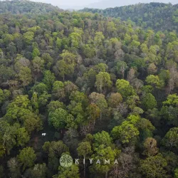 Xiaoyun Forest Sheng Puerh 2022