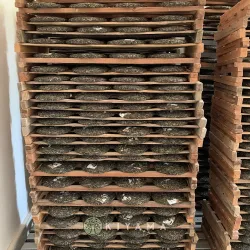 Xiaoyun Forest Sheng Puerh 2022