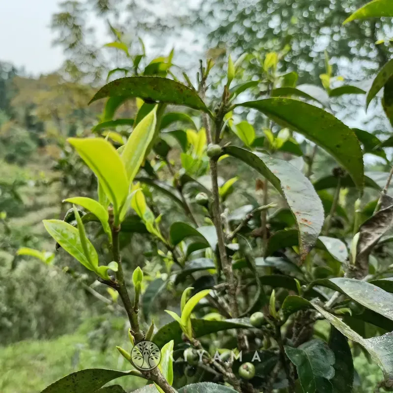 Xiaoyun Forest Sheng Puerh 2022