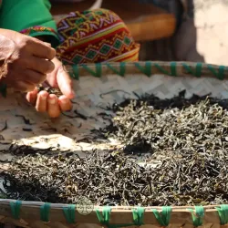 2024 Xiaoxi Forest Yunnan Shu Pu'er