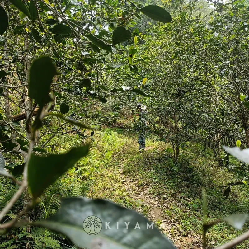 2024 Xiaoxi Forest Yunnan Shu Pu'er