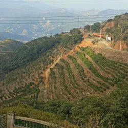 Feng Huang Ya Shi Xiang  Oolong