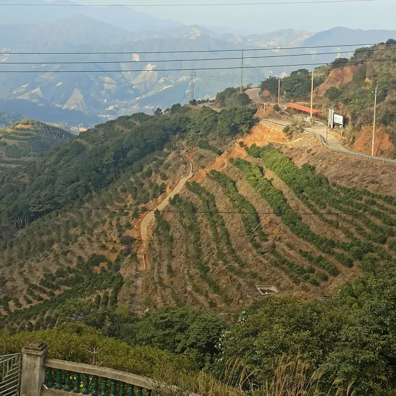 Feng Huang Ya Shi Xiang  Oolong