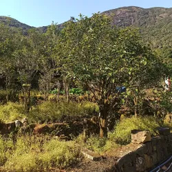 Feng Huang Ya Shi Xiang  Oolong