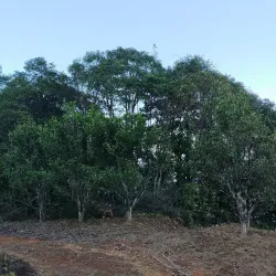Ba Xian Xiang Fenghuang Oolong