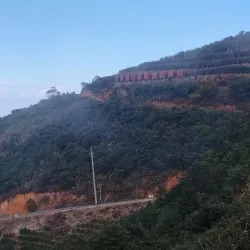 Ba Xian Xiang Fenghuang Oolong