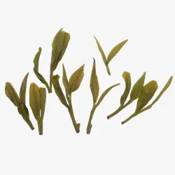Tianmu Shan Gu Yu Long Jing