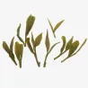 Tianmu Shan Gu Yu Long Jing