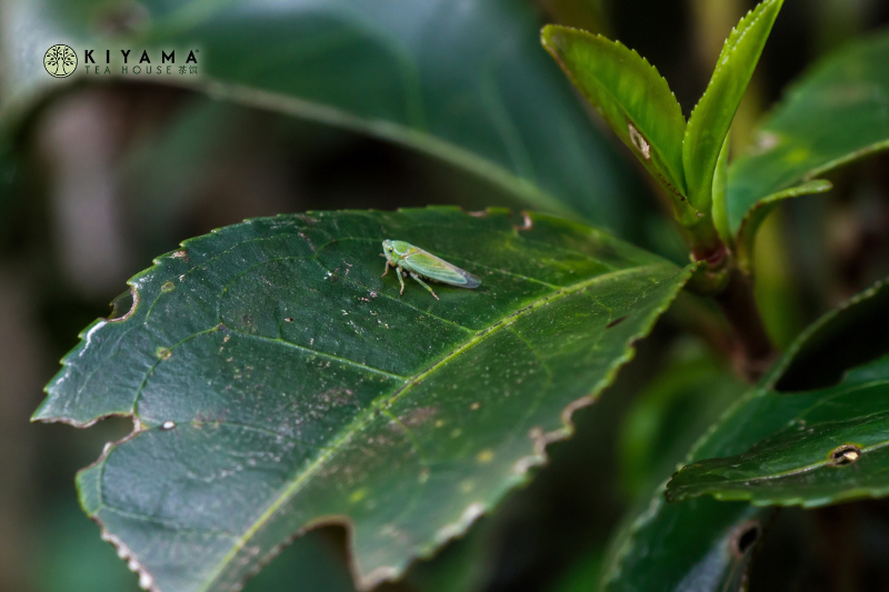 Fei Gui en el té: cómo la picadura de la Jacobiasca transforma el aroma