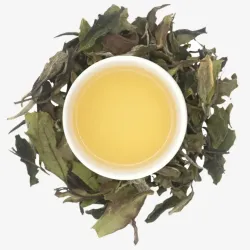 Fuding Bai Mu Dan